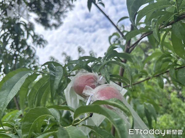 ▲台南山上花園水道博物館首次豐收的水蜜桃粉嫩誘人，為園區果樹生態再添亮點。（記者林東良翻攝，下同）