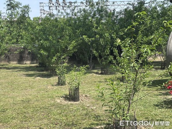 ▲台南山上花園水道博物館首次豐收的水蜜桃粉嫩誘人，為園區果樹生態再添亮點。（記者林東良翻攝，下同）