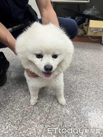 ▲永康警方協助民眾找回走失狐狸犬「阿財」，見到主人時興奮跳上懷中，畫面溫馨。（記者林東良翻攝，下同）