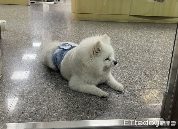 ▲永康警方協助民眾找回走失狐狸犬「阿財」，見到主人時興奮跳上懷中，畫面溫馨。（記者林東良翻攝，下同）