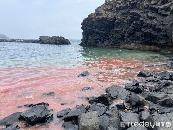 ▲▼七美臥牛灣珊瑚生了。（圖／記者陳洋翻攝）