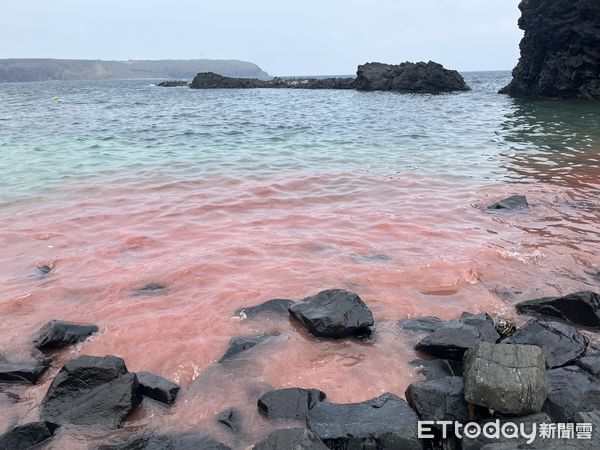 ▲▼七美臥牛灣珊瑚生了。（圖／記者陳洋翻攝）