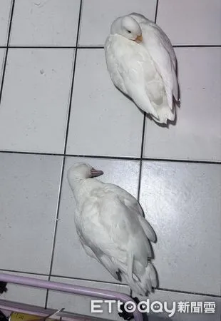 ▲柯爾鴨「癱軟倒地」嚇壞媽　隔壁「鴨模鴨樣」示範標準睡姿。（圖／鴨媽媽LaLa提供，下同）