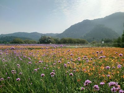日月潭雙色花海滿開！如走入山谷秘境