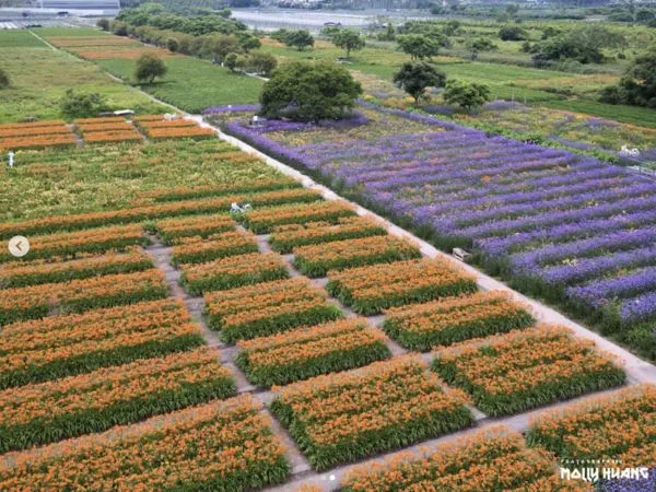 ▲日月潭金針花園區5/3花況。（圖／網友molly888666提供，請勿隨意翻拍，以免侵權。）