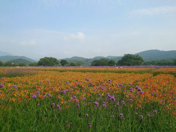 ▲日月潭金針花園區。（圖／翻攝自Facebook／日月潭金針花園區）