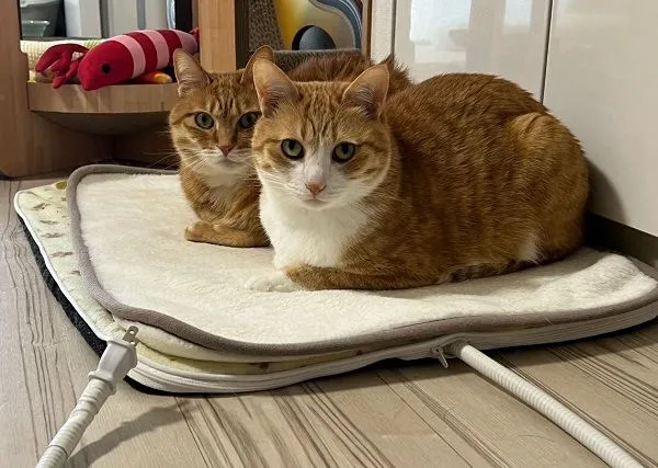 ▲奴才拔電熱毯插頭　慘遭「大橘雙煞」死亡凝視他立刻求饒。（圖／翻攝自X／@kunyan_kainyan）