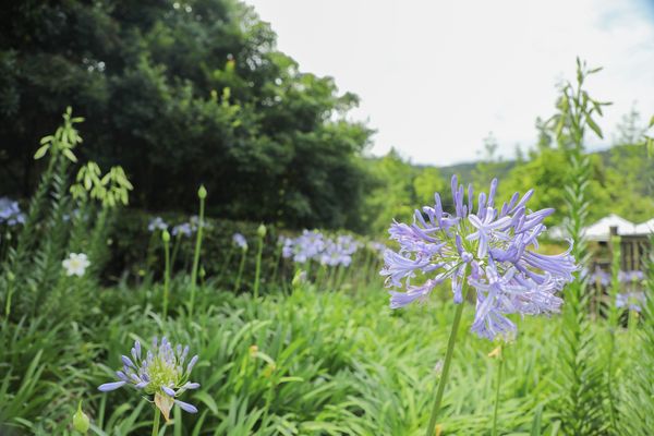 ▲內雙溪自然中心每年五月迎愛情花開。（圖／北市大地處提供）