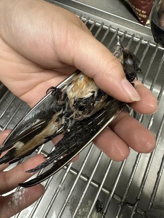 ▲高雄大量燕子被新式防鳥塗料沾黏死亡。（圖／翻攝自Facebook／高雄市議員 邱于軒）
