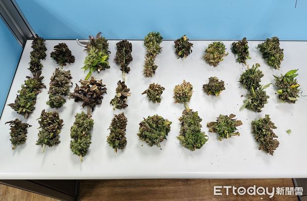 ▲▼新莊警方在民宅查獲大麻農場，起獲栽種工具及肥料，在公園找到丟棄的大麻活株             。（圖／記者陳以昇翻攝）