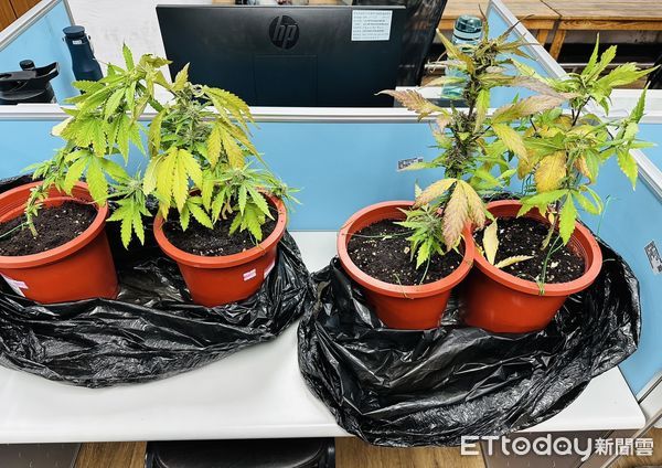 ▲▼新莊警方在民宅查獲大麻農場，起獲栽種工具及肥料，在公園找到丟棄的大麻活株             。（圖／記者陳以昇翻攝）