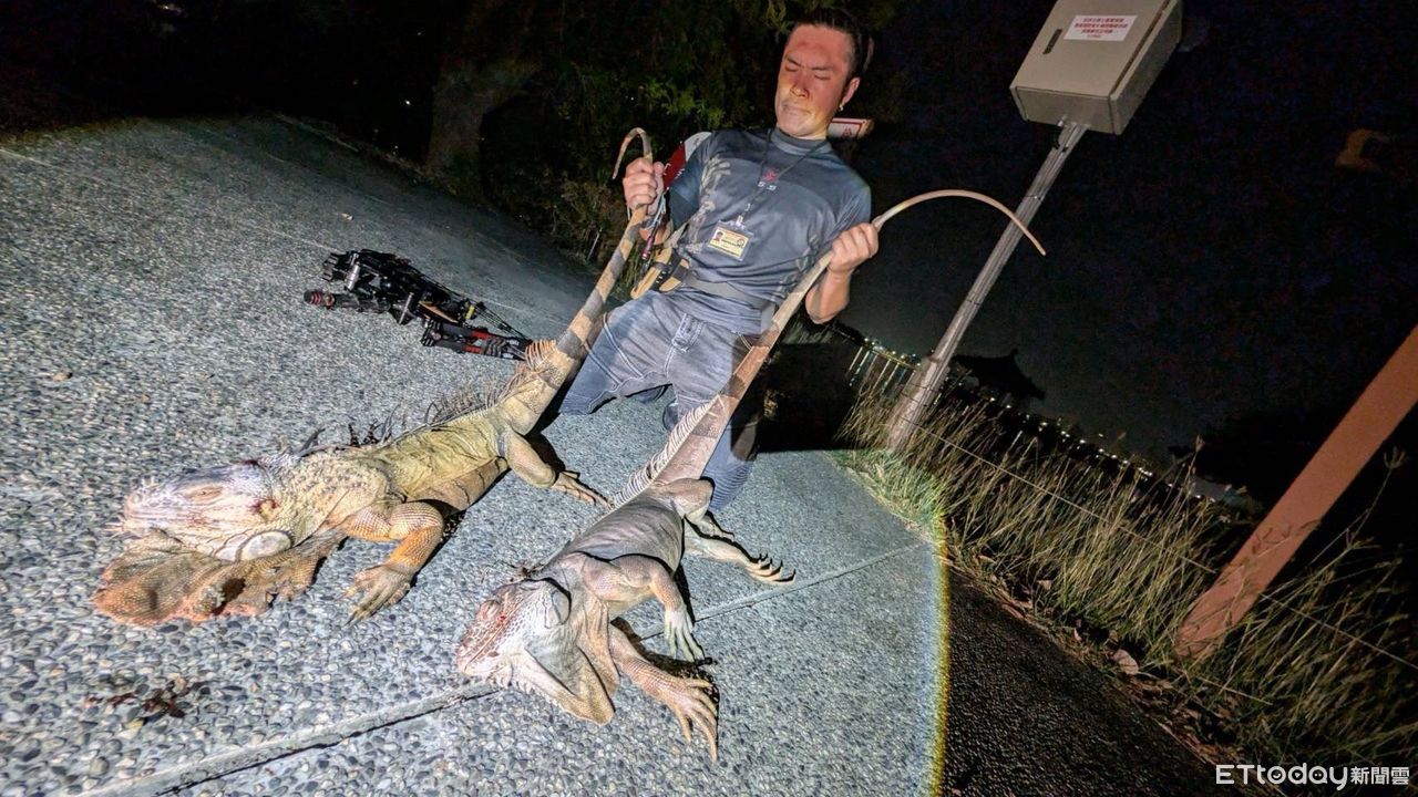 高雄澄清湖對決侏羅紀！一夜狂抓10隻綠鬣蜥　這2隻長達1.4m