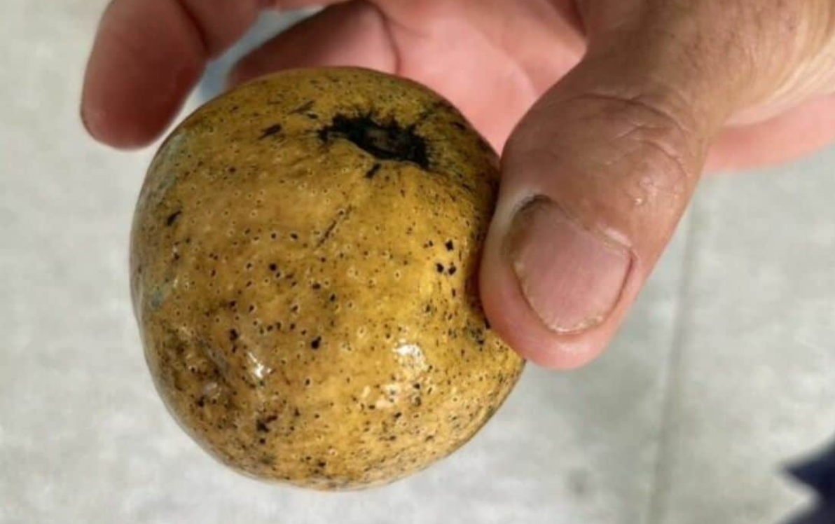 ▲▼俄國人遊泰「偷摘野果」中毒！7人住院。（圖／翻攝自泰國日報、民意報）