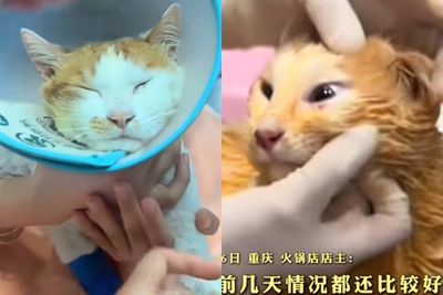 「天降貓咪」砸進麻辣鍋！貓貓搶救多天…病情惡化不治