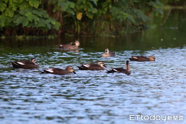 ▲台東關山人工濕地生態復育有成。（圖／台東縣政府提供）