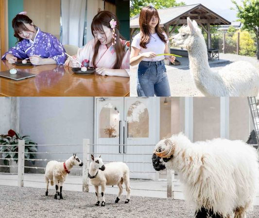 ▲入住綠舞可享免費和菓子製作、餵食萌寵、觀賞黑鼻羊與熊貓羊等。（圖／綠舞提供）