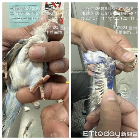▲台南鳥店遭突襲稽查，鳥籠內發現多隻受傷、生病鳥禽，情況令人心痛。（圖／台灣鳥類救援協會提供，下同）