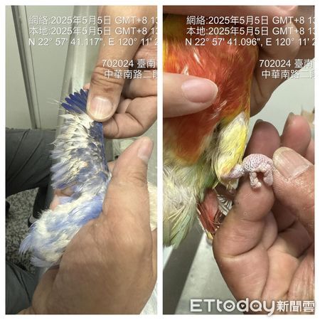 ▲台南鳥店遭突襲稽查，鳥籠內發現多隻受傷、生病鳥禽，情況令人心痛。（圖／台灣鳥類救援協會提供，下同）