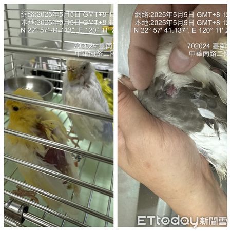 ▲台南鳥店遭突襲稽查，鳥籠內發現多隻受傷、生病鳥禽，情況令人心痛。（圖／台灣鳥類救援協會提供，下同）