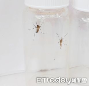 夏季居家防蚊 醫師提醒電蚊香使用須注意通風