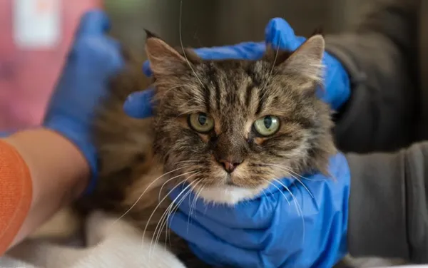 真的是九命怪貓！虎斑貓墜115公尺高峽谷奇蹟倖存　2主人雙亡。（圖／翻攝自Best Friends Animal Society）