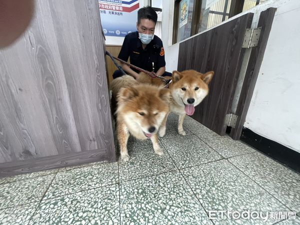 ▲▼2名女大學生停等紅燈時，一對柴犬母子突然跳上機車踏板，女大生求助警方後順利通知飼主。（圖／警方提供，下同）