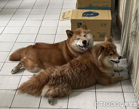 ▲▼2名女大學生停等紅燈時，一對柴犬母子突然跳上機車踏板，女大生求助警方後順利通知飼主。（圖／警方提供，下同）