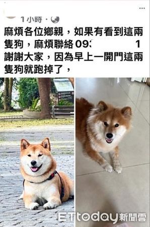 ▲▼2名女大學生停等紅燈時，一對柴犬母子突然跳上機車踏板，女大生求助警方後順利通知飼主。（圖／警方提供，下同）