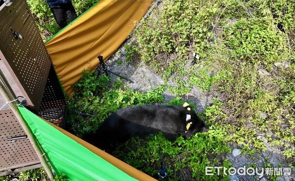 ▲大武小熊 Tawmele7日康復野放             。（圖／林業及自然保育署屏東分署屏東分署提供）