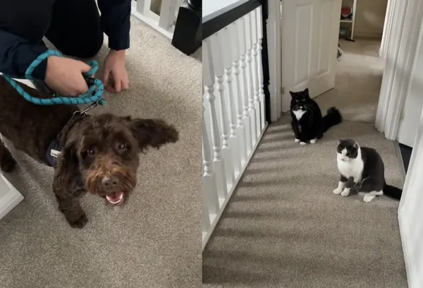 情侶拼命訓練狗狗坐下　一旁2貓竟先學會指令「親身示範技巧」。（圖／翻攝自Tiktok／hannahlouisebroad）