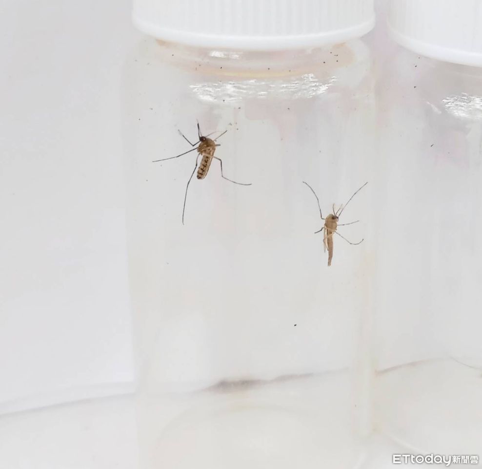 夏季居家防蚊 醫師提醒電蚊香使用須注意通風