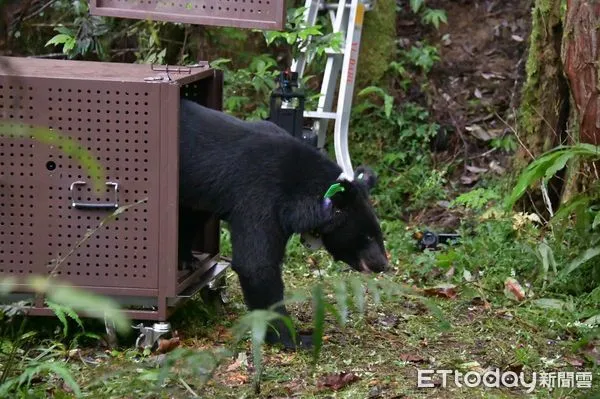 ▲▼台灣黑熊「Lizuk」在112年6月12日由花蓮分署野放重返山林。（圖／花蓮分署提供，下同）