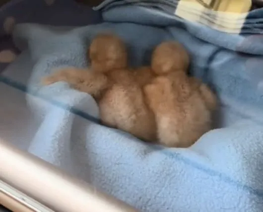 ▲保育員用「無眼老鷹頭」餵紅尾鵟寶寶　避免牠們把人類當媽。（圖／翻攝自TikTok／@glenhelenraptors）