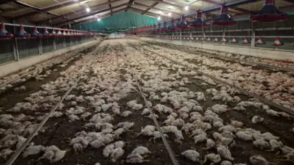 ▲▼沒錢買飼料！牧場雞群被餓到「同類殘食」　逾35隻人道毀滅。（圖／翻攝nspca.co.za）