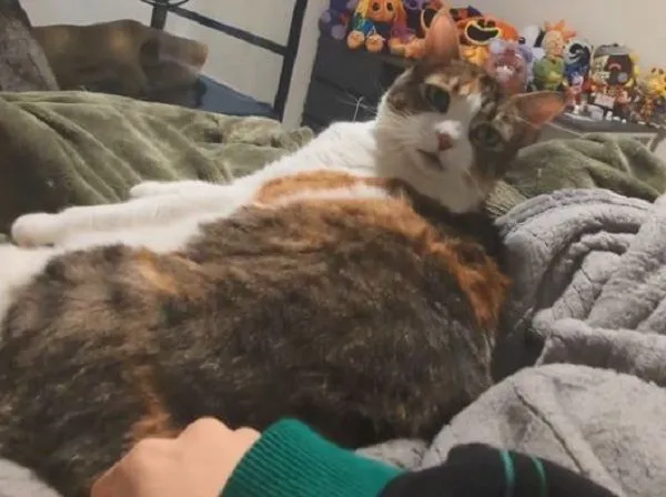 ▲三花舔毛中奴才伸鹹豬手　眼神死「後仰躺平」直接放棄掙扎。（圖／翻攝自TikTok／@fish32673）