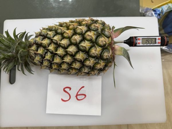 北農再創外銷佳績  第11櫃鳳梨航向日本九州市場（圖／北農提供）