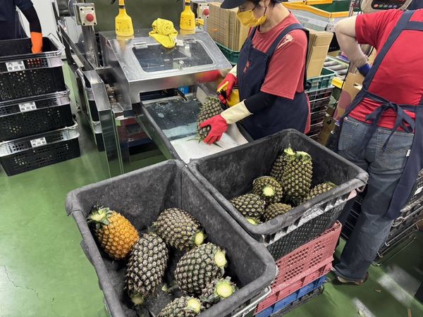 北農再創外銷佳績  第11櫃鳳梨航向日本九州市場（圖／北農提供）