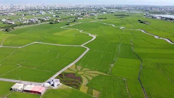 ▲▼宜蘭「伯朗大道」三奇美徑稻浪美景又來了，冬山鄉公所以「自然地景與大地意象」為今年主題，將太陽、龜山島及河川水脈等意象融入彩繪稻田。（圖／冬山鄉公所提供，下同）