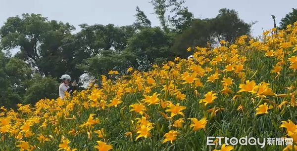 ▲彰化花壇鄉虎山巖金針花大爆發。（圖／記者唐詠絮翻攝）