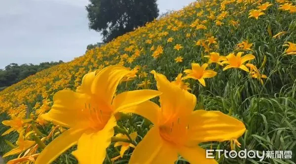 ▲彰化花壇鄉虎山巖金針花大爆發。（圖／記者唐詠絮翻攝）
