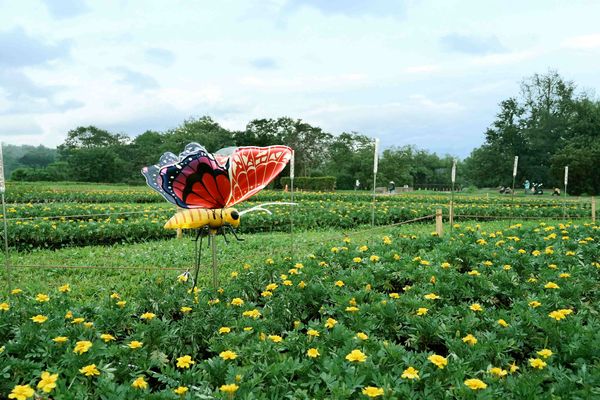 ▲「2025新北河濱蝶戀季」明（10日）於板橋蝴蝶公園登場。（圖／高灘處提供）