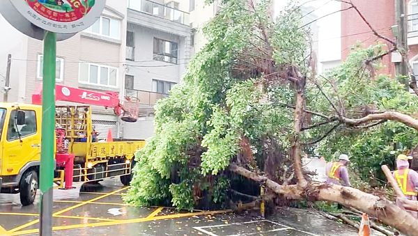 ▲桃園市龜山區幸福國小旁今天上午突來大雷雨導致路樹傾倒，龜山區公所派員清除中。（圖／龜山警方提供）