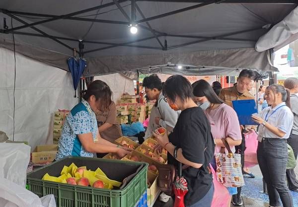 ▲張善政開「粉紅胖卡」力推復興區媽媽桃