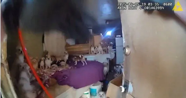 根據奧格登警方公布的隨身紀錄器畫面顯示，當他們打開小屋的木門，成群結隊的貓狗佔據了視野中的每一個角落。（圖／翻攝X）