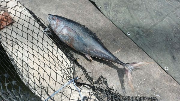 來自地獄的魚？40公斤重冷凍鮪魚從天降　貨車司機頭破血流