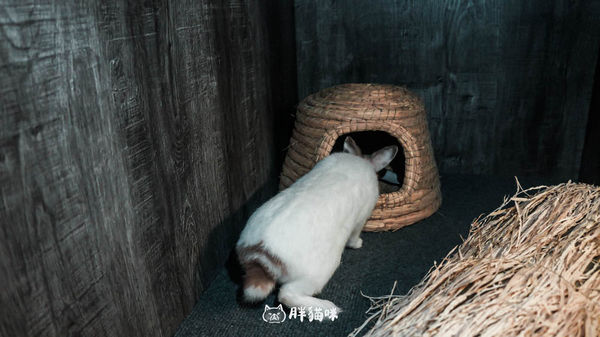 ▲▼兔兔旅館推薦【MaAh喵品行旅】：兔寶爸媽看過來！最細心的兔兔旅館完整體驗五星級體驗全紀錄。（圖／部落客胖貓咪的奇幻旅程授權提供）