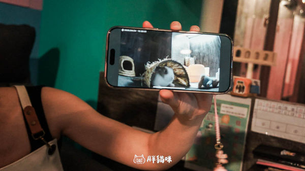 ▲▼兔兔旅館推薦【MaAh喵品行旅】：兔寶爸媽看過來！最細心的兔兔旅館完整體驗五星級體驗全紀錄。（圖／部落客胖貓咪的奇幻旅程授權提供）
