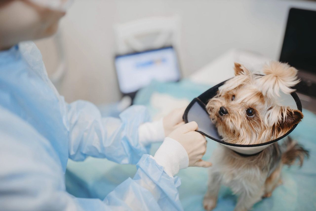 中國消費降級 寵物市場卻逆勢成長