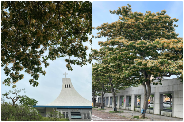▲淡水聖約翰科技大學加羅林魚木。（圖／翻攝自賞花快報）