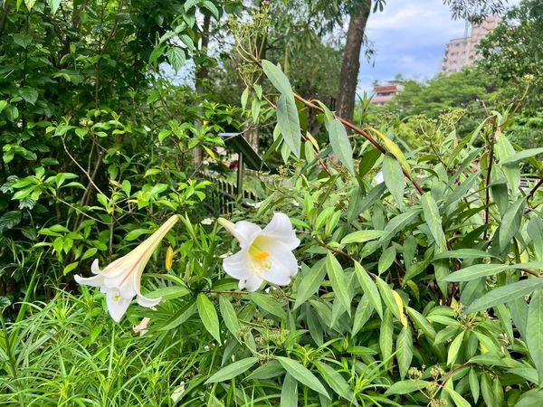 ▲中和四號公園種植2-3棵加羅林魚木，目前也開滿黃白色花朵，此外，園內還有少數百合花等。（圖／翻攝自Facebook／賞花快報）